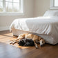 Lusso Carrara Sable Engineered Oak