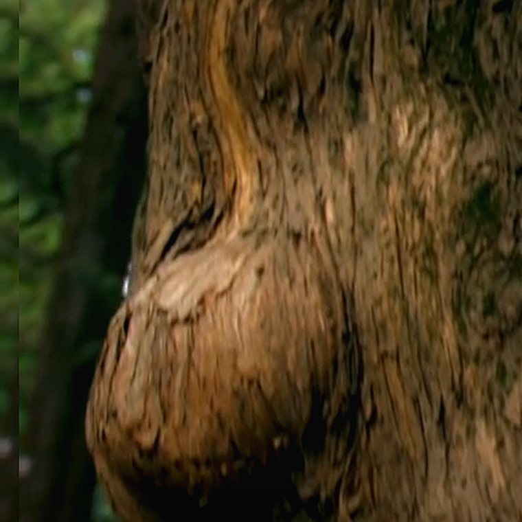 Burl growth on an ancient trunk, forest beyond