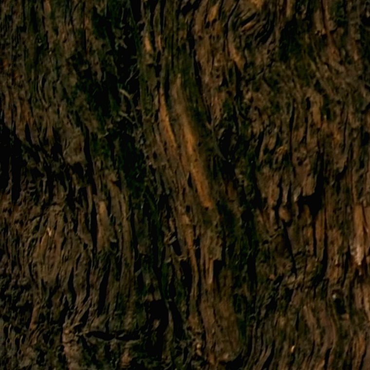 Deep vertical grain of ancient bark