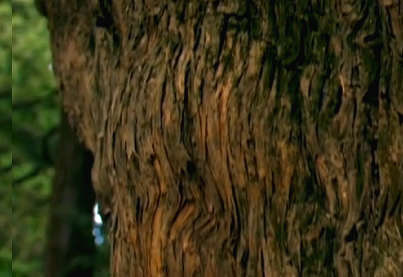 Mature tree trunk against dappled forest light
