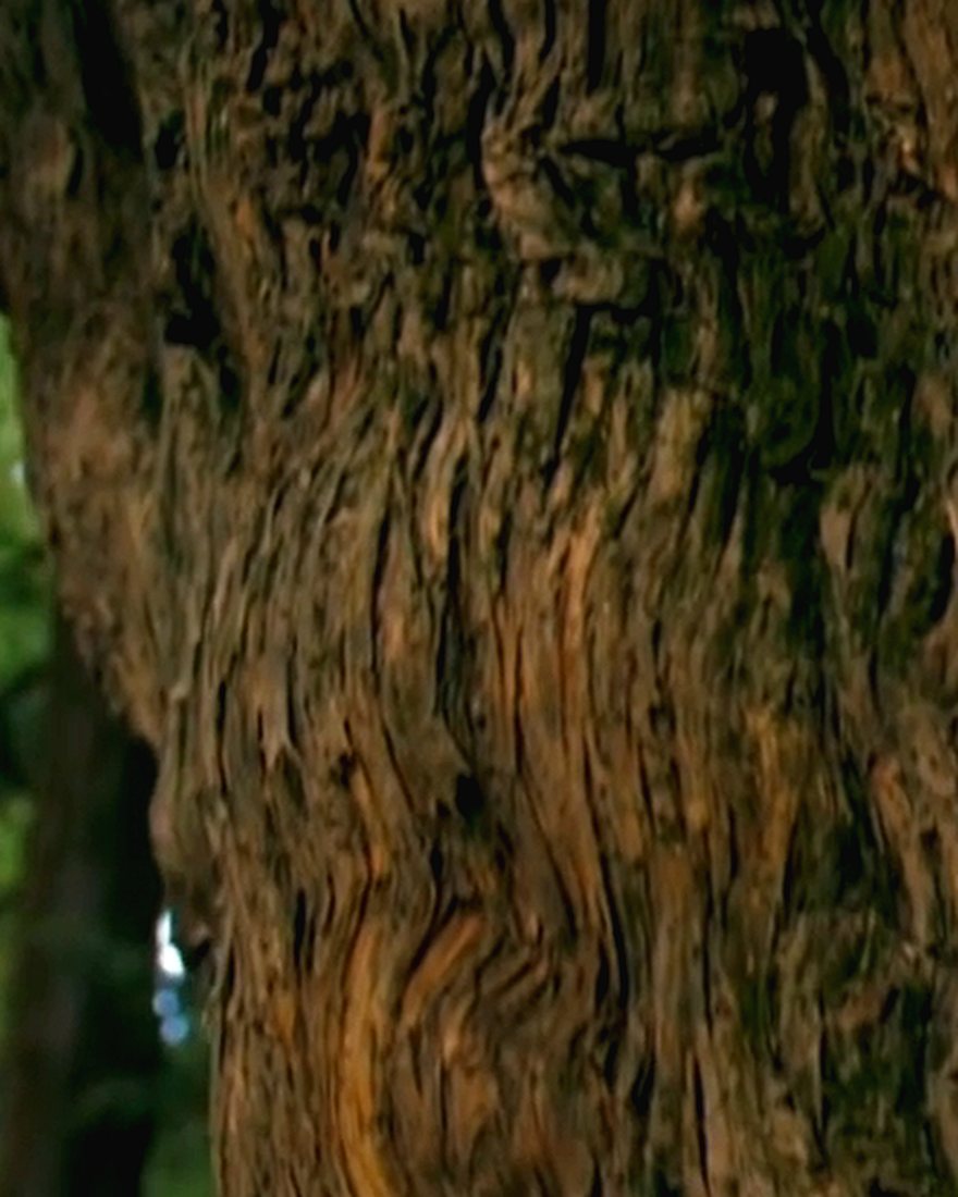 Ancient tree trunk with sunlit woodland beyond
